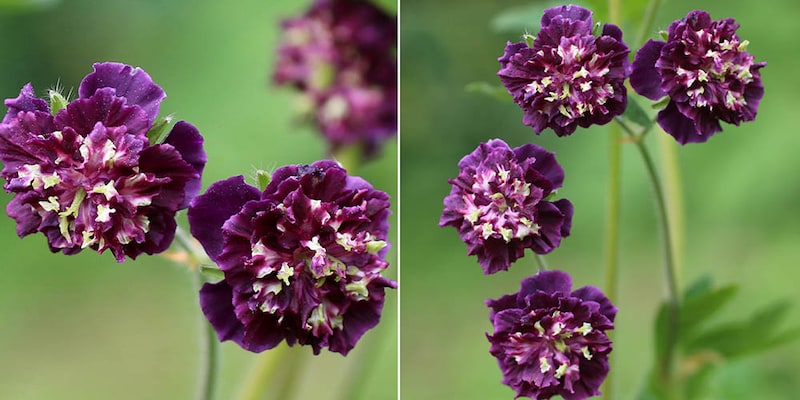 フウロソウ（ゲラニウム）ファエウム ‘ジョセフ グリーン’