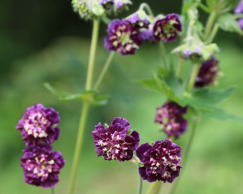 フウロソウ（ゲラニウム）ファエウム ‘ジョセフ グリーン’