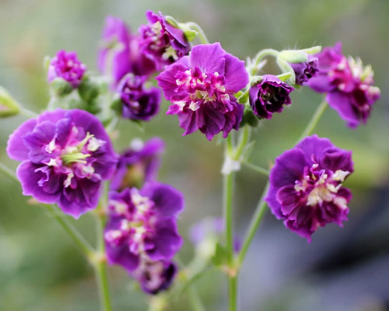 フウロソウ（ゲラニウム）ファエウム
‘ジョセフ グリーン’