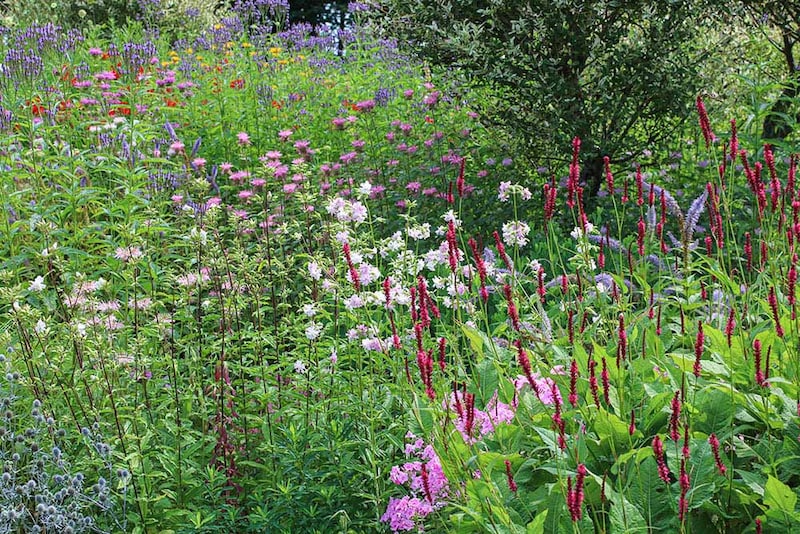 ナチュラルガーデン