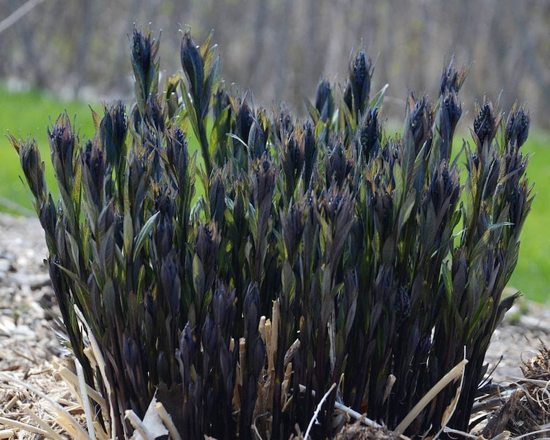丁字草（チョウジソウ） ‘ストーム クラウド’ （＝アムソニア ‘ストーム クラウド’）