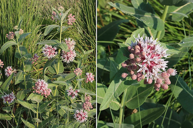 アスクレピアス・スペシオサ