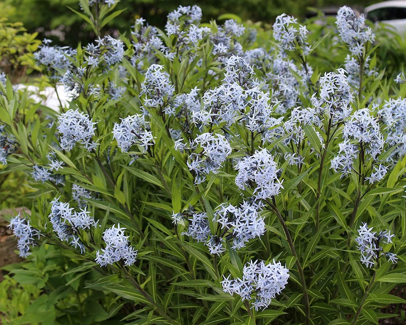 丁字草（チョウジソウ） ‘ストーム クラウド’
（＝アムソニア ‘ストーム クラウド’）