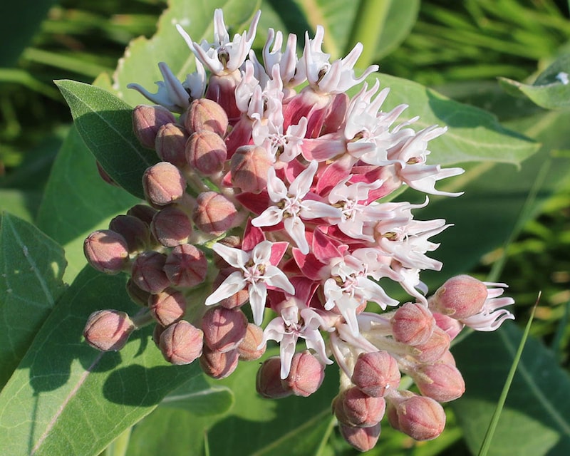 アスクレピアス・スペシオサ