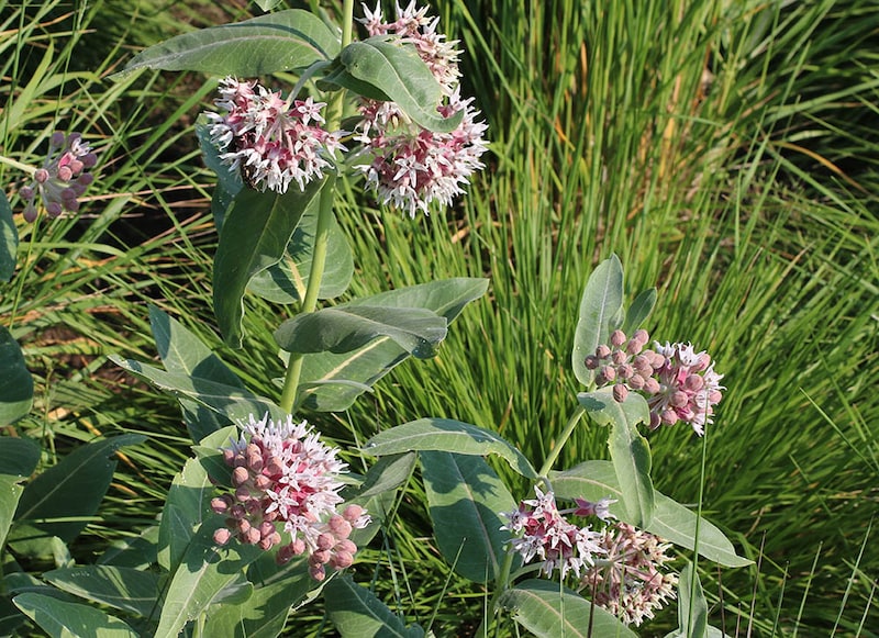 アスクレピアス・スペシオサ