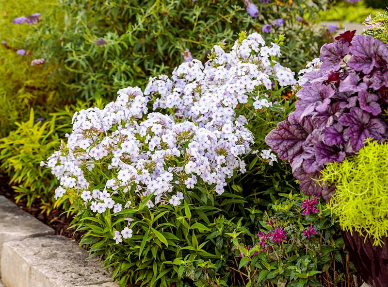 フロックス ‘オープニングアクト ピンクアドット’