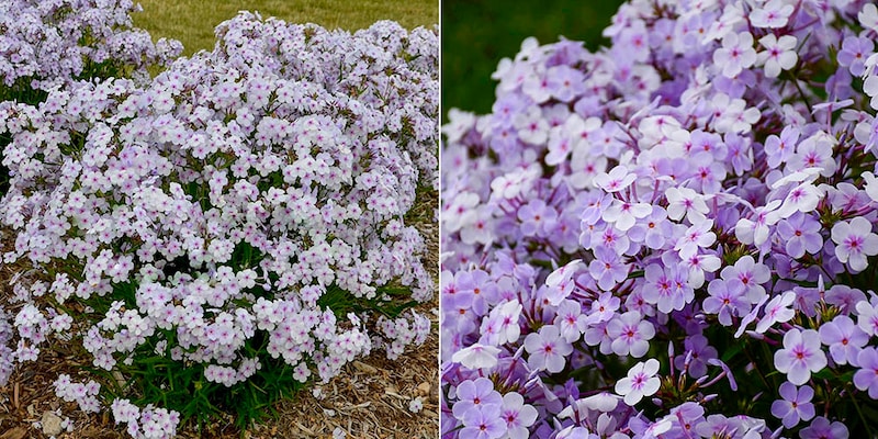 フロックス ‘オープニングアクト ピンクアドット’