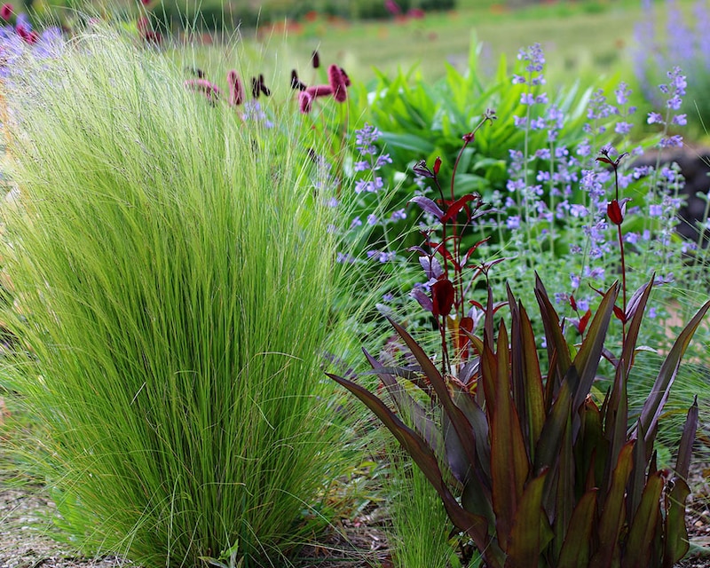 パイナップルリリー（ユーコミス） ‘スパークリング バーガンディ'