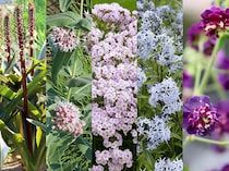 【必見】宿根草ショップの店長が教える！ 暑さ寒さもOK「強くて新しい宿根草」2025年度人気ベスト5