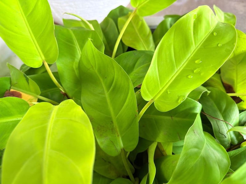 フィロデンドロン