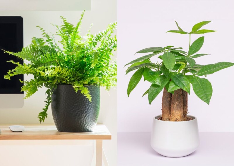 ネフロレピスとパキラ