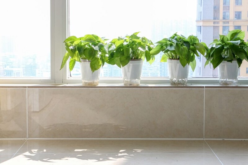 インドアグリーン