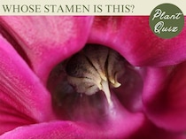 別名「豚の饅頭」の球根花…この雄しべ、何の花？【Let’s Try! 植物クイズ】Vol.30