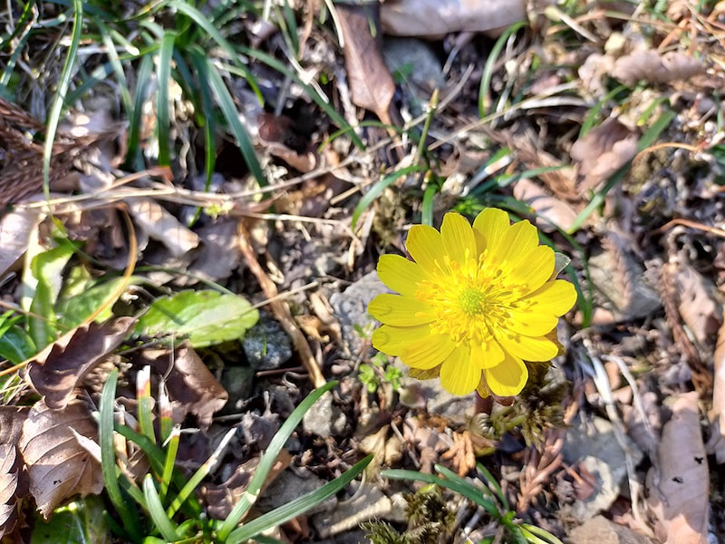 ミチノクフクジュソウ