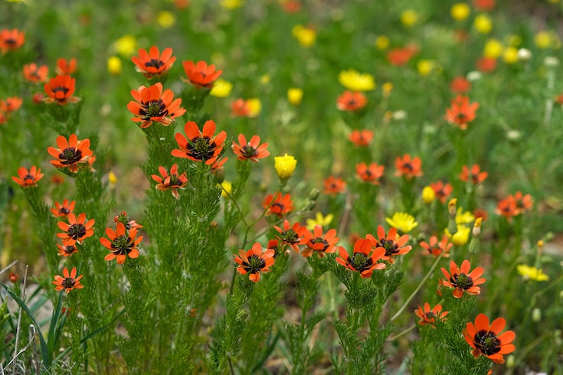 ナツザキフクジュソウ