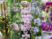 【必見】宿根草ショップの店長が教える！ 暑さ寒さもOK「強くて新しい宿根草」2025年度人気ベスト5