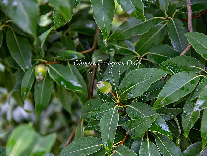 ドングリも楽しめる常緑樹「シラカシ」　シンボルツリーに選ぶなら知っておきたい“植えてからの12カ月”