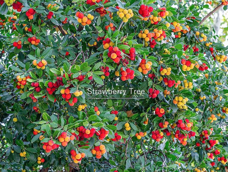 イチゴノキ