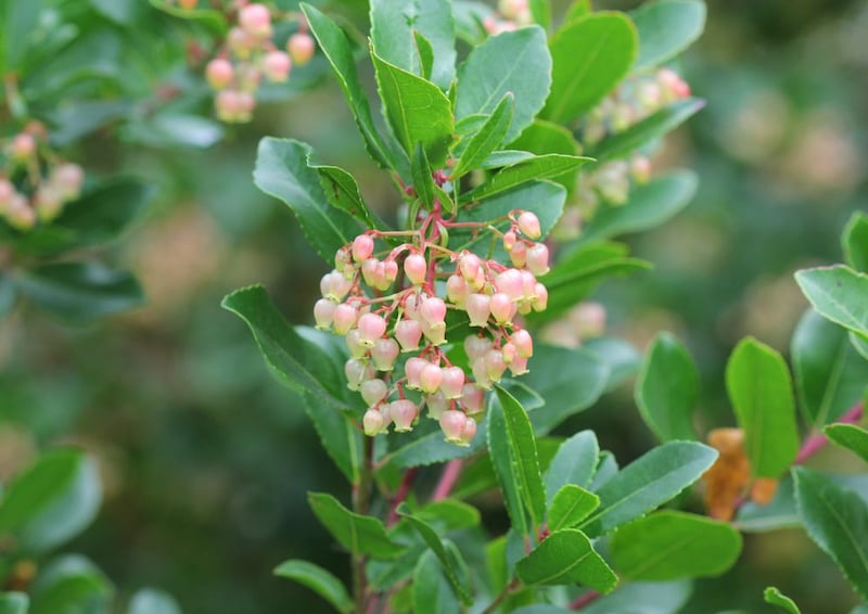 ベニバナイチゴノキ