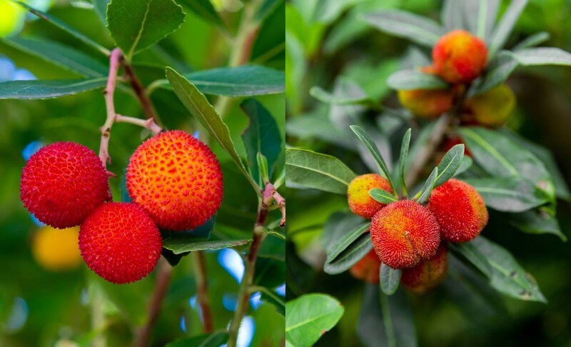 イチゴノキとヤマモモ