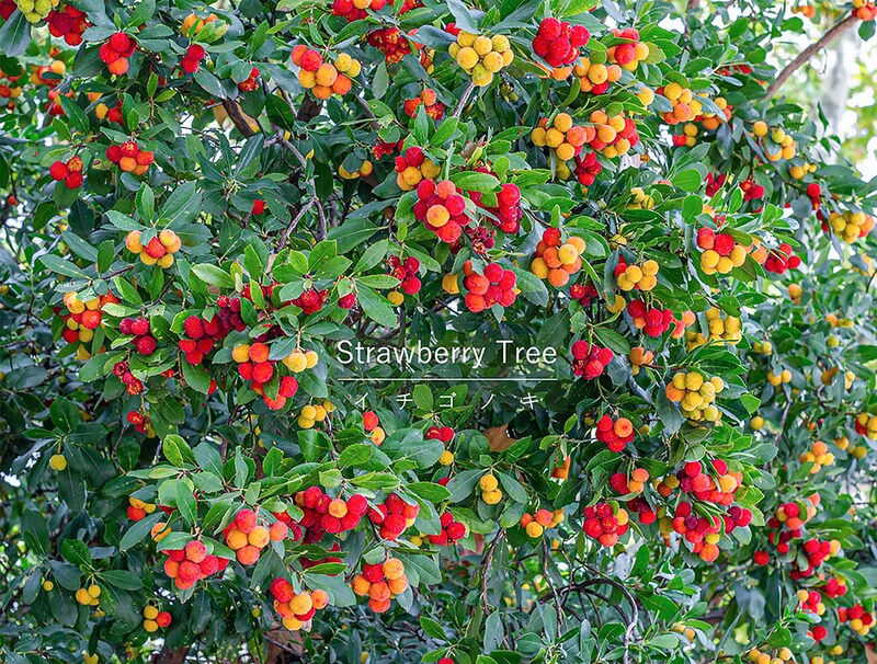 冬に「花」と「実」が同時に見られる!? 珍しくてかわいい庭木「イチゴノキ」の魅力と育て方