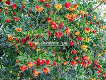 冬に「花」と「実」が同時に見られる!? 珍しくてかわいい庭木「イチゴノキ」の魅力と育て方