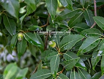 ドングリも楽しめる常緑樹「シラカシ」　シンボルツリーに選ぶなら知っておきたい“植えてからの12カ月”