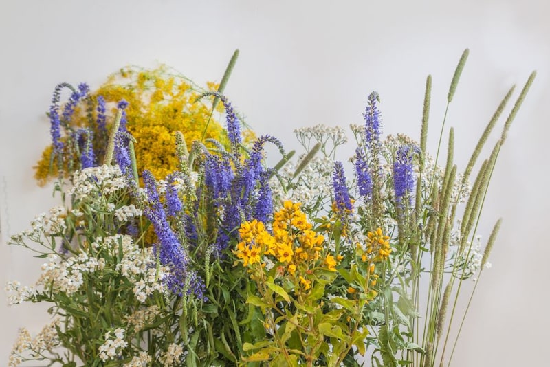 クサレダマと花々