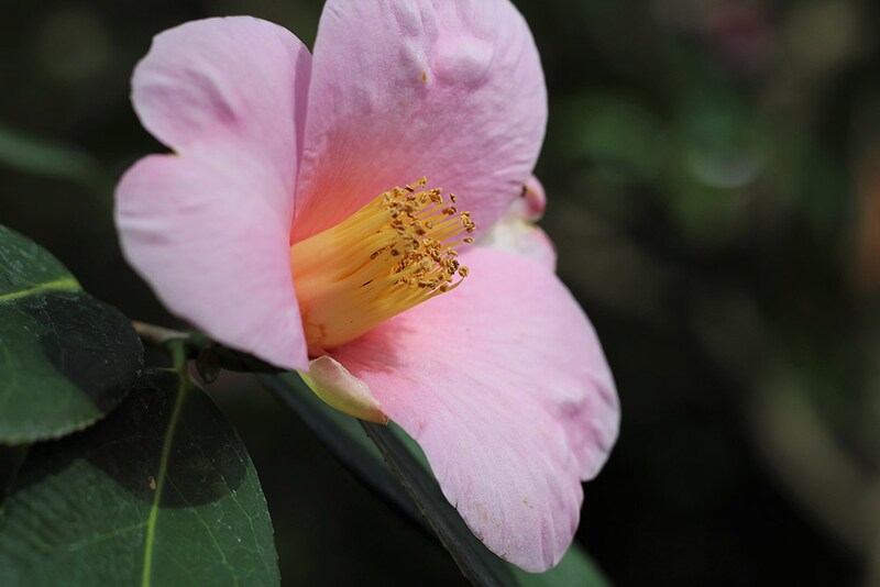 ヤブツバキ系　‘侘助’