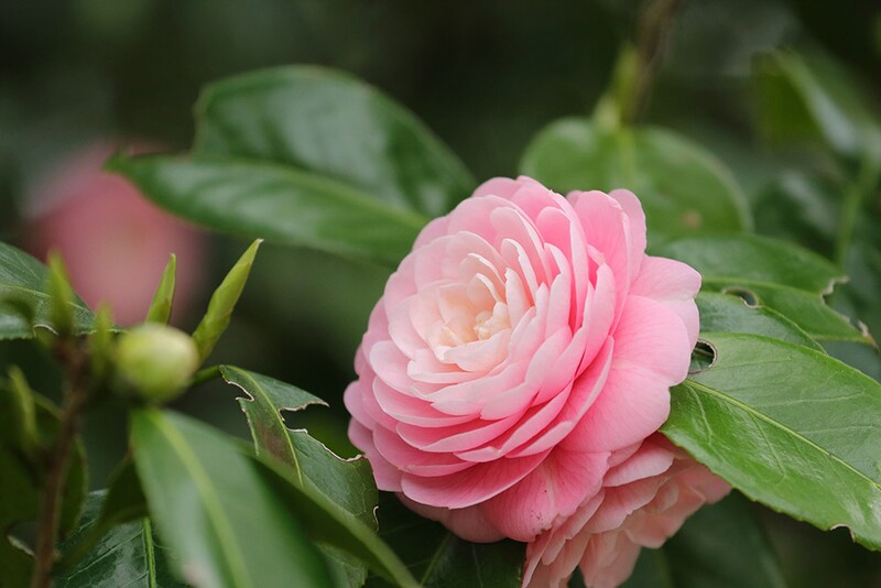 ユキツバキ系　‘乙女椿’ 