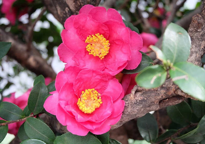 サザンカ系　‘勘次郎’