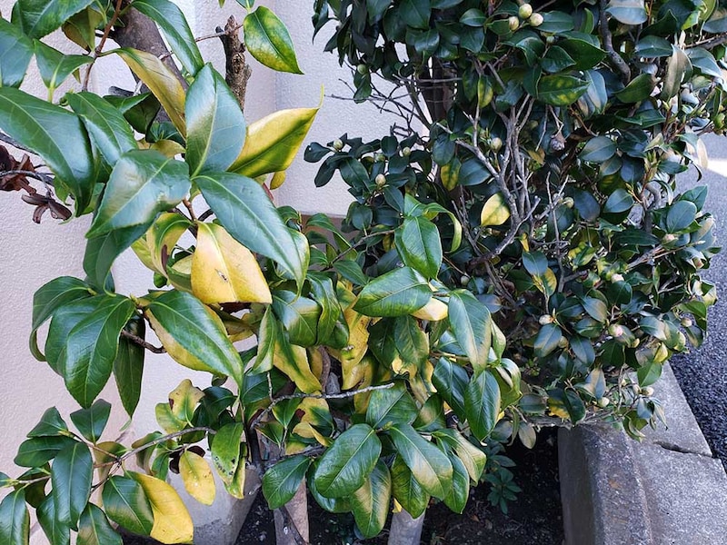 黄変した葉のツバキ