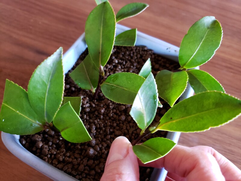 ツバキの挿し木