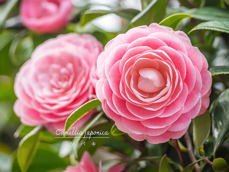 【冬の花】日本が誇る花木「椿（ツバキ）」初心者でも失敗しない植え付けから剪定、チャドクガ対策まで徹底解説