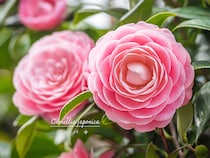 【冬の花】日本が誇る花木「椿（ツバキ）」初心者でも失敗しない植え付けから剪定、チャドクガ対策まで徹底解説