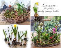 今つくって、春がもう咲く。 芽出し球根16球で楽しむ「球根の籠森」—毎年満席の人気オンラインレッスン