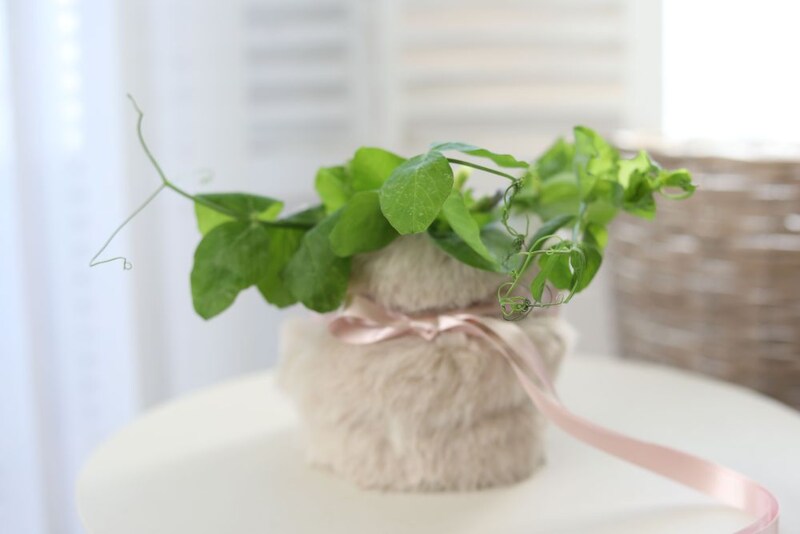 エンドウを入れる