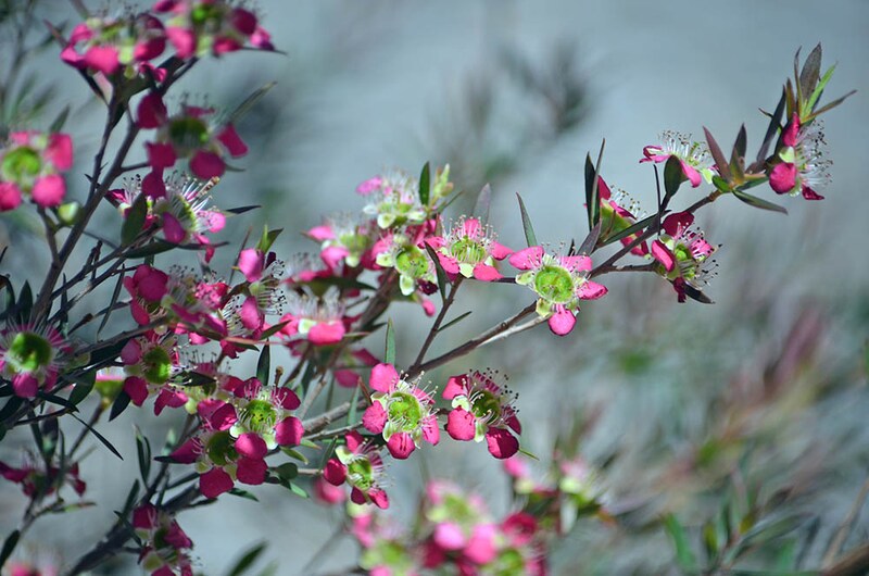 ‘ルドルフ’　Leptospermum ‘Rudolph’
