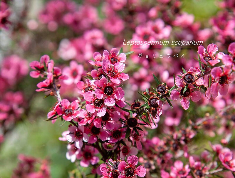 レプトスペルマム（ギョリュウバイ）