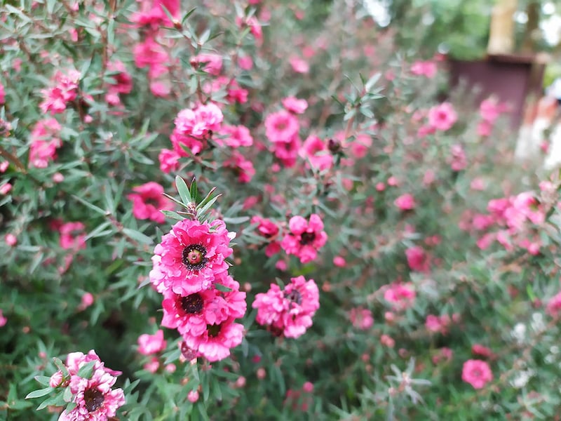 ギョリュウバイ