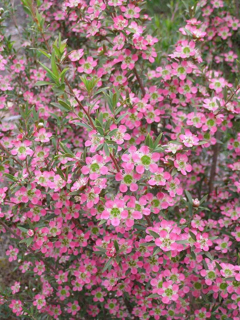 ‘アフロディーテ’　Leptospermum ‘Aphrodite’