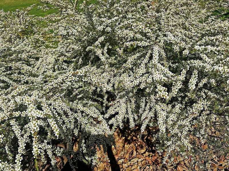 レプトスペルマム・ポリガリフォリウム