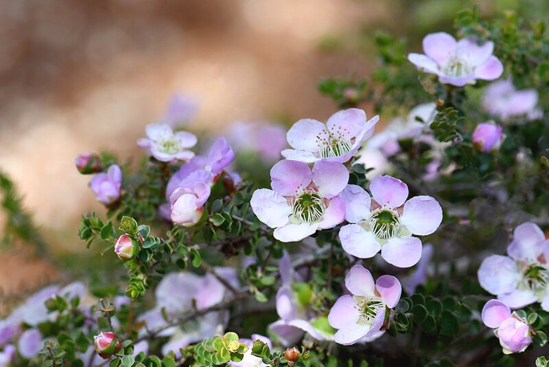 レプトスペルマム 「ラウンドリーフ」　Leptospermum rotundifolium