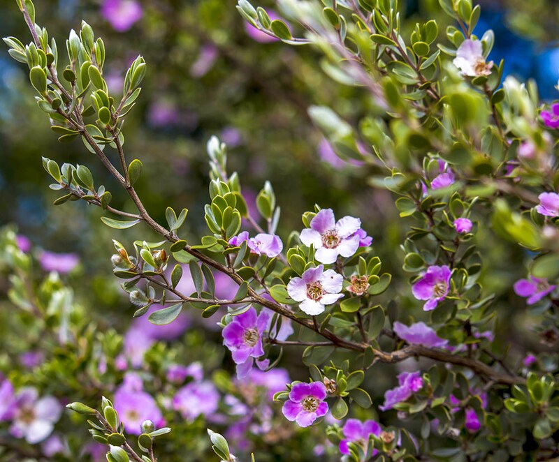 レプトスペルマム・セリセウム　Leptospermum sericeum（ Leptospermopsis sericea）
