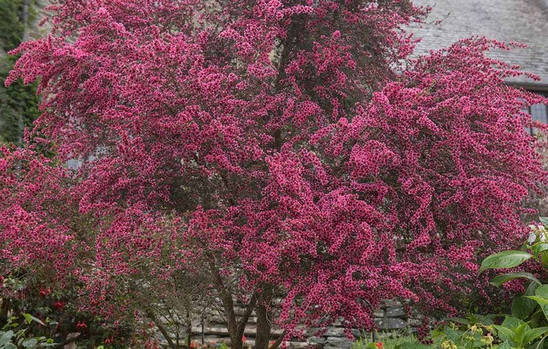 ギョリュウバイ
