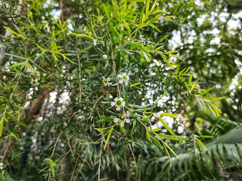東オーストラリアの沿岸地域原産で、樹高１～２ｍほどであまり大きくなりません。丈夫で春にピンクの花が咲きます。

レモンティーツリー　Leptospermum petersonii  ( =Leptospermum citratum )