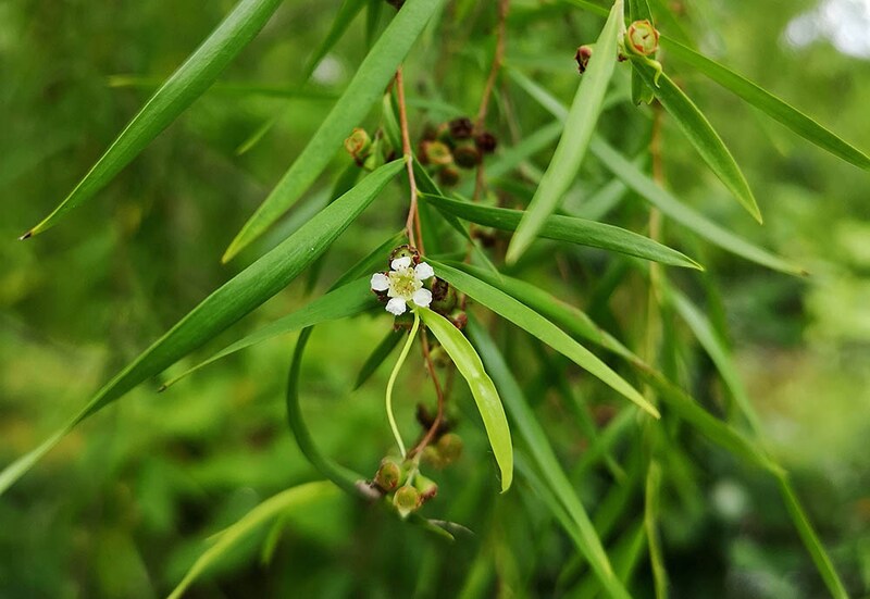 レプトスペルマム・ブラキアンドルム（シルバーティーツリー）　Leptospermum brachyandrum