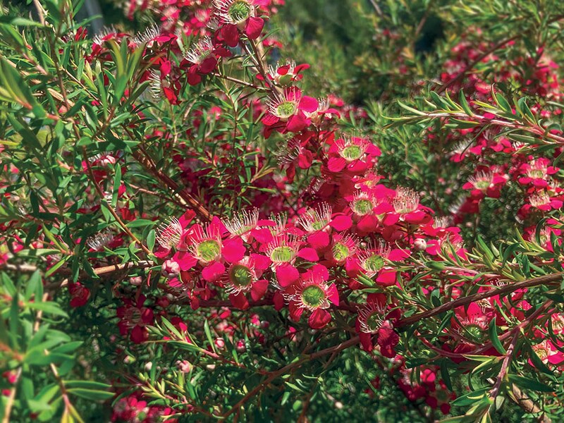 ギョリュウバイ