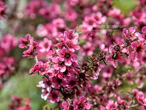 【プロが解説】今注目のオージープランツ「レプトスペルマム」入門。ギョリュウバイの仲間と最新品種＆育て方