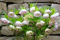 大寒波、クリスマスローズは大丈夫？ 開花直前の今、やっていいこと・絶対NGなこと